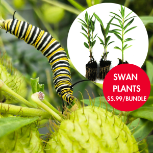 Swan Plant